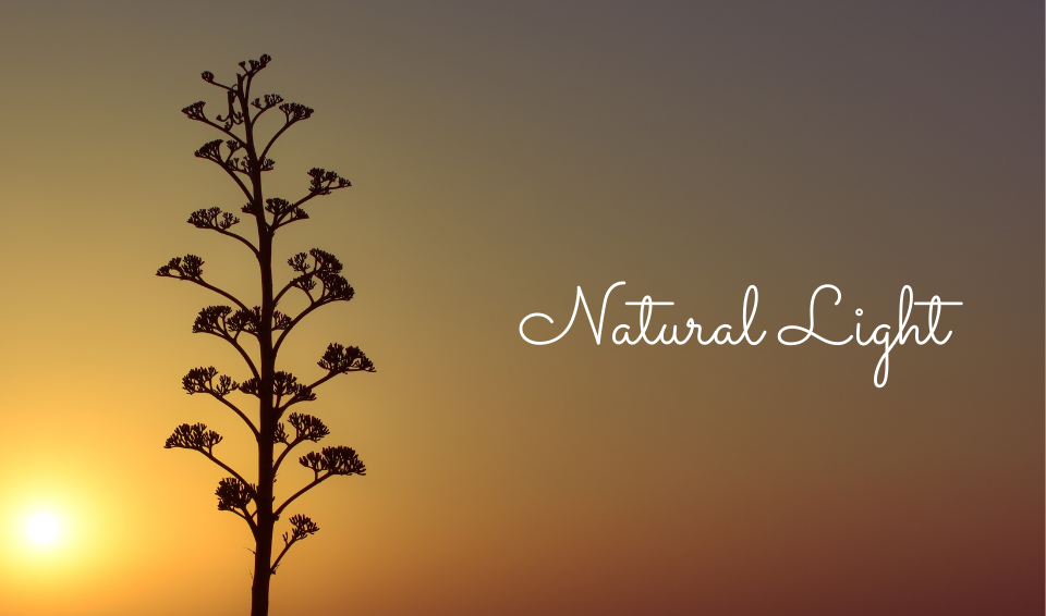 Natural light is good for you