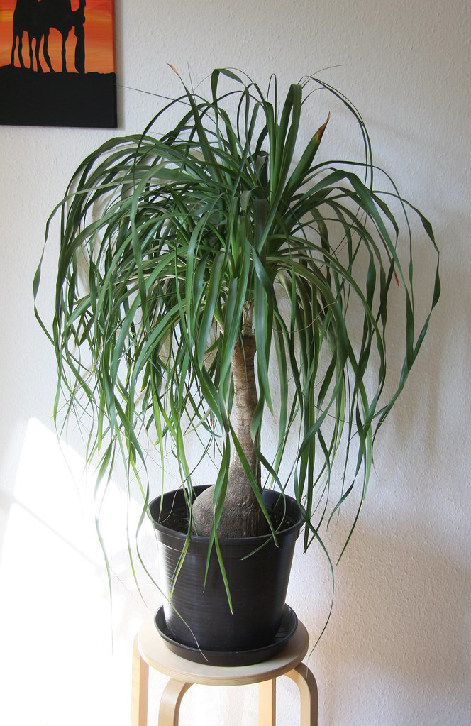 A ponytail palm