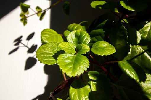 A Swedish ivy plant