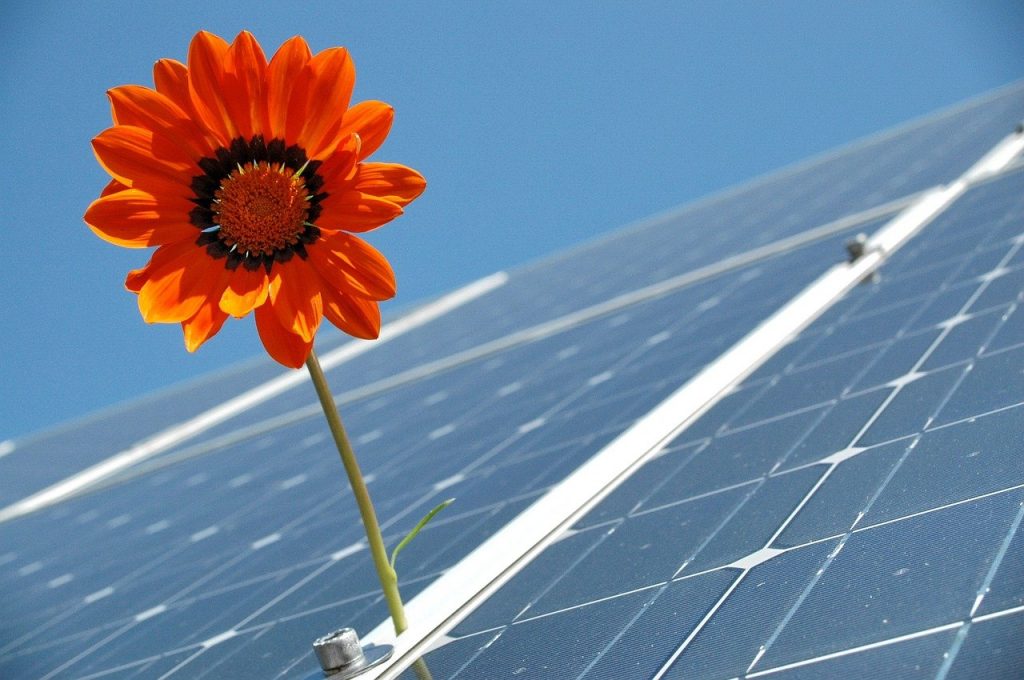 Sustainable Windows
Flower On A Solar Pannel