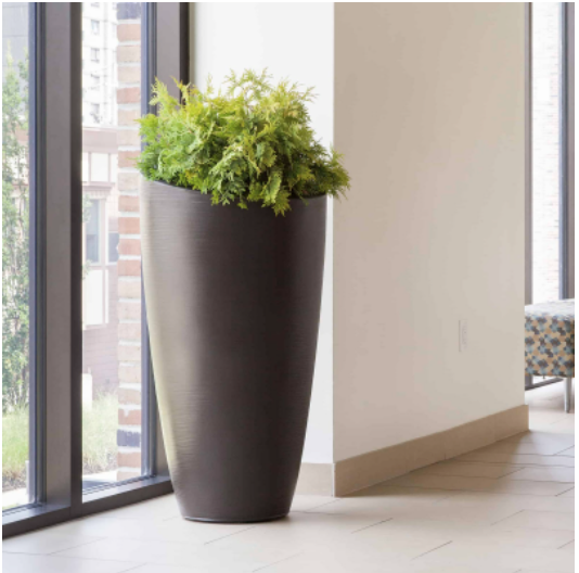 Tall potted plant in front of floor length window