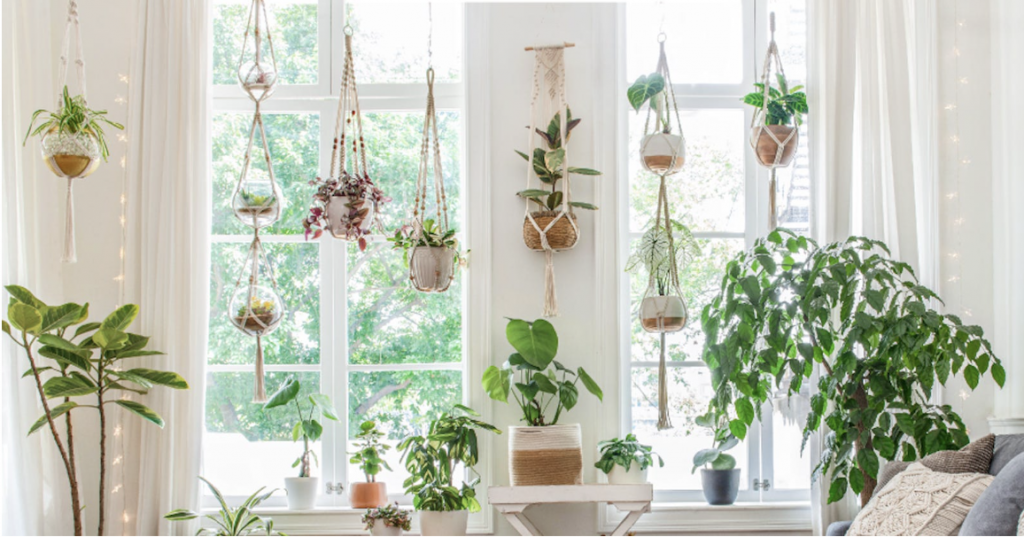 A variety of hanging indoor house plants in front of bright windows